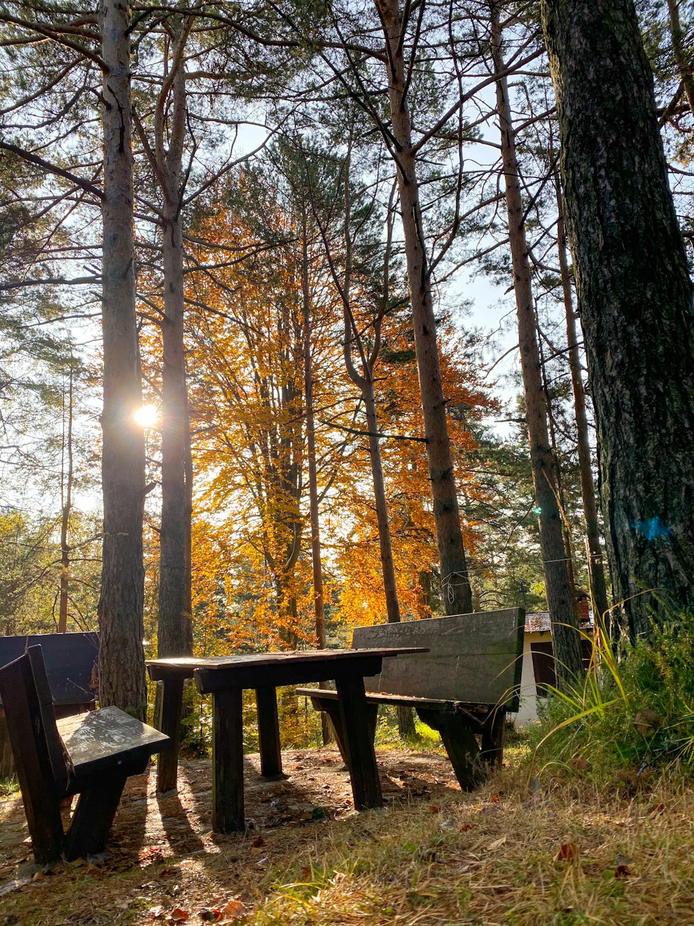 brown wooden picnic table surrounded by trees during daytime