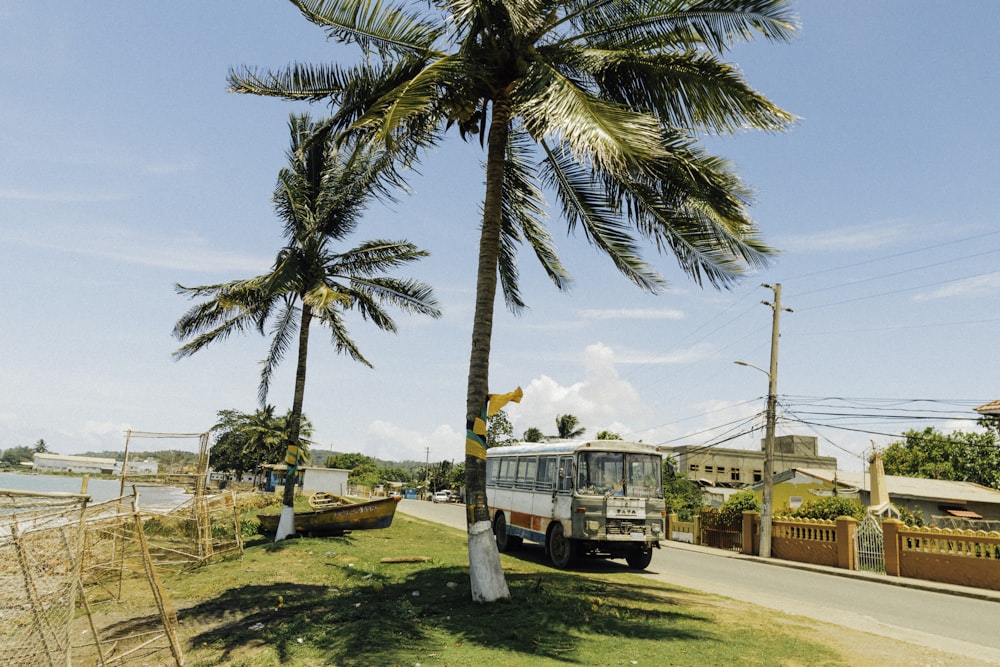 white bus near palm tree during daytime