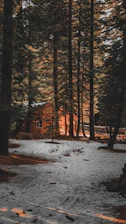 Sunlight filtering through tall pine trees onto a rustic wooden cabin with mountain peaks in the background.