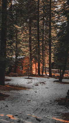 Sunlight filtering through tall pine trees onto a rustic wooden cabin with mountain peaks in the background.