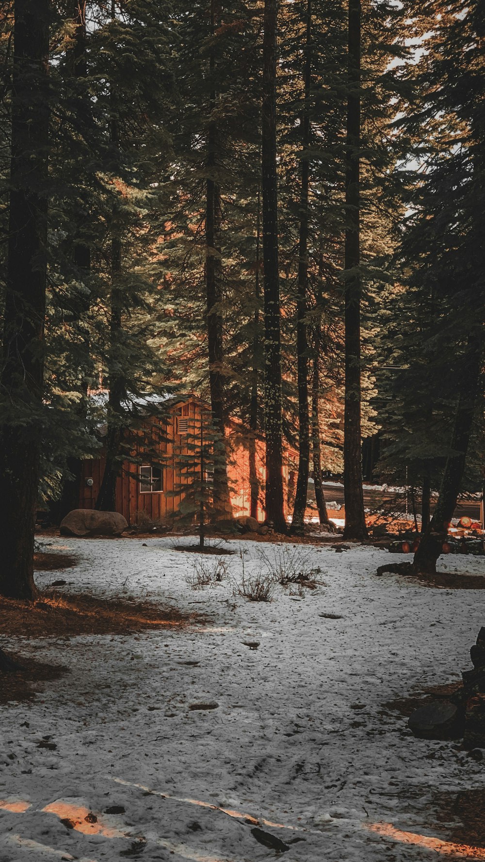 maison brune au milieu de la forêt pendant la journée