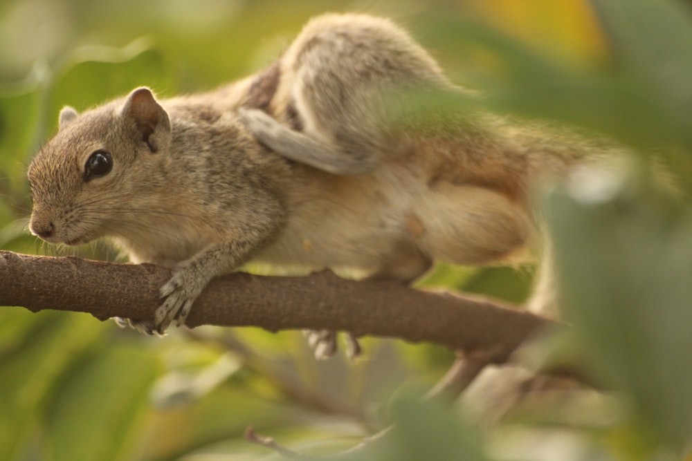 brown squirrel on brown tree branch during daytime