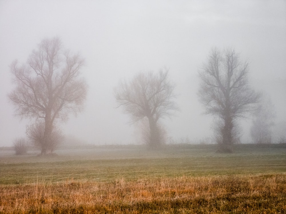 brown grass field with trees on the side