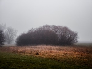 green grass field with trees