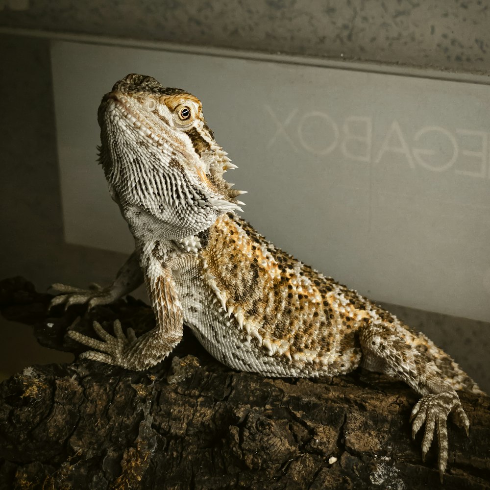 brown and white bearded dragon on brown tree branch