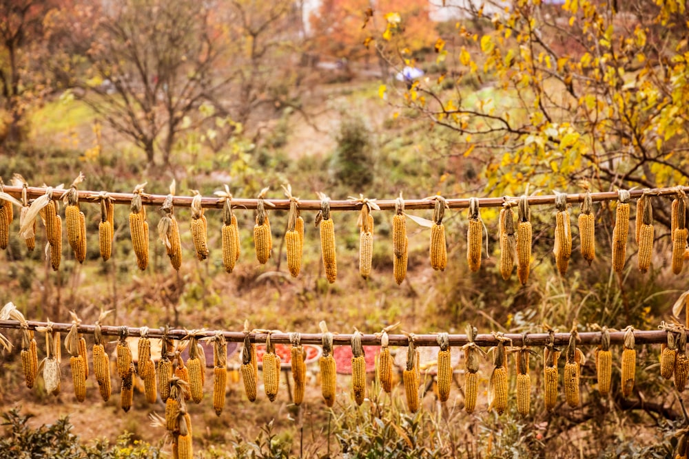 brown wooden fence near trees during daytime