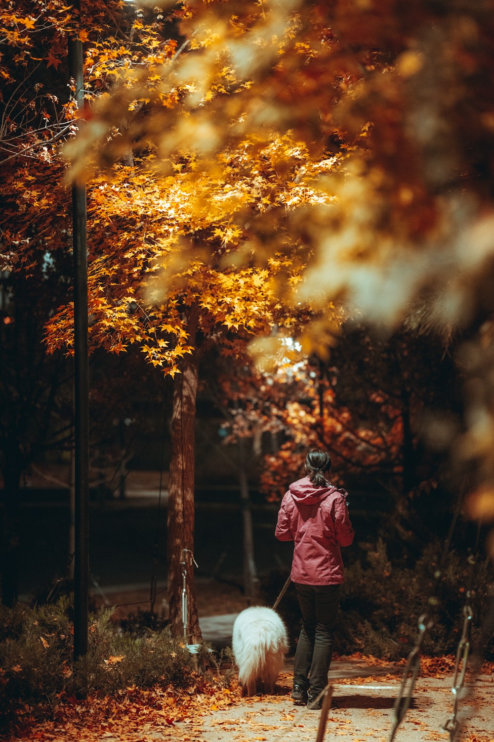 Mujer en chaqueta roja de pie bajo árbol de hojas amarillas durante el día