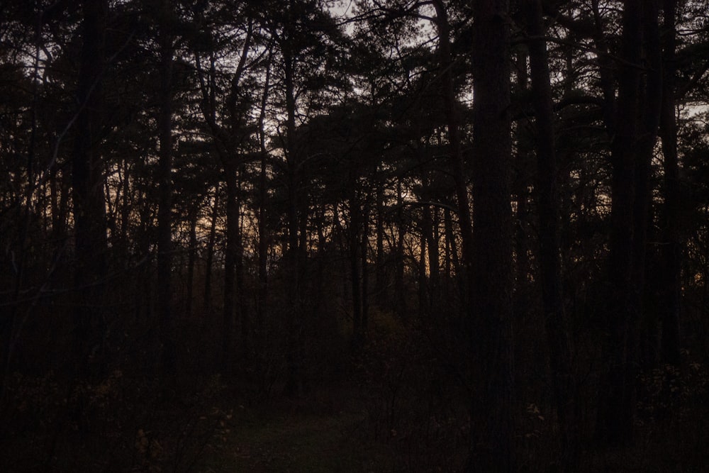 silhouette of trees during daytime