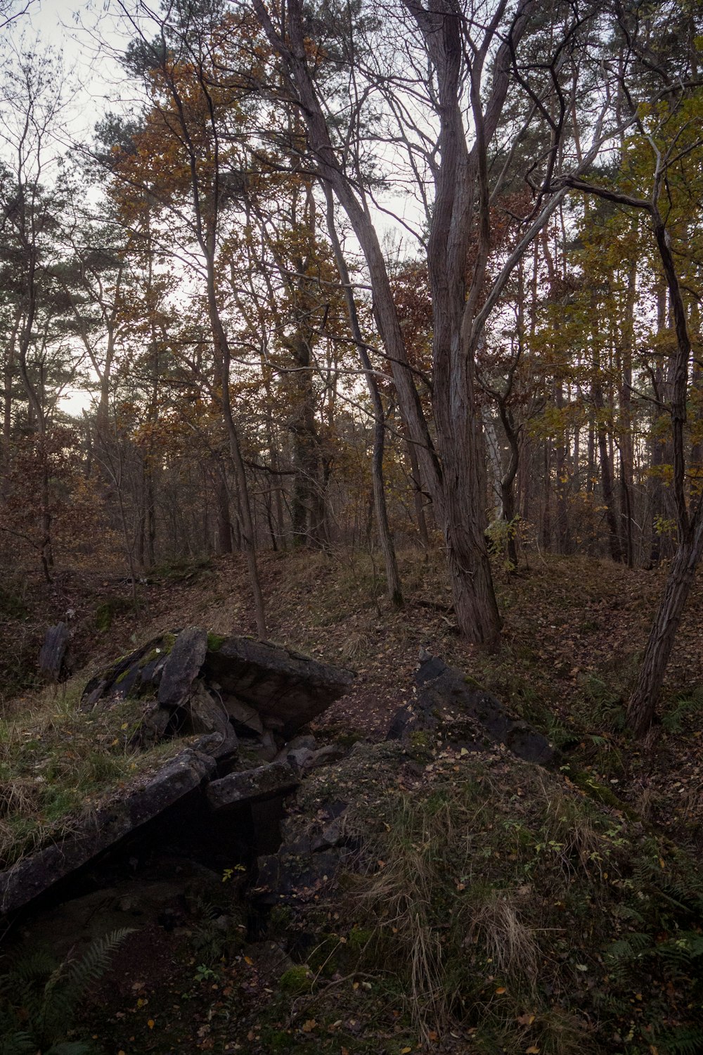 brown wooden bench on forest during daytime