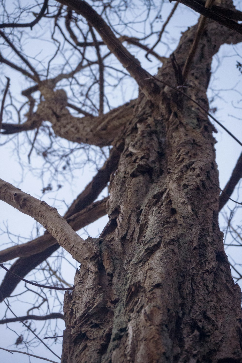 brown tree with brown leaves