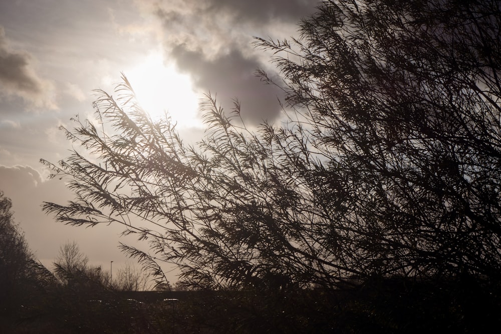 silhouette of trees under cloudy sky during daytime