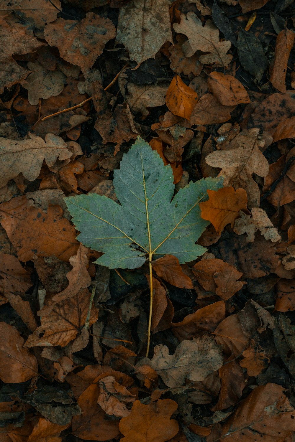 a single leaf on the ground surrounded by leaves