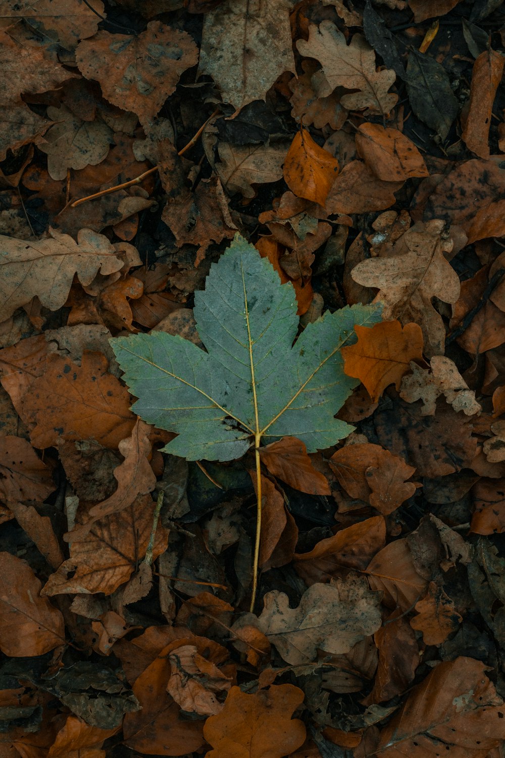 une seule feuille sur le sol entourée de feuilles