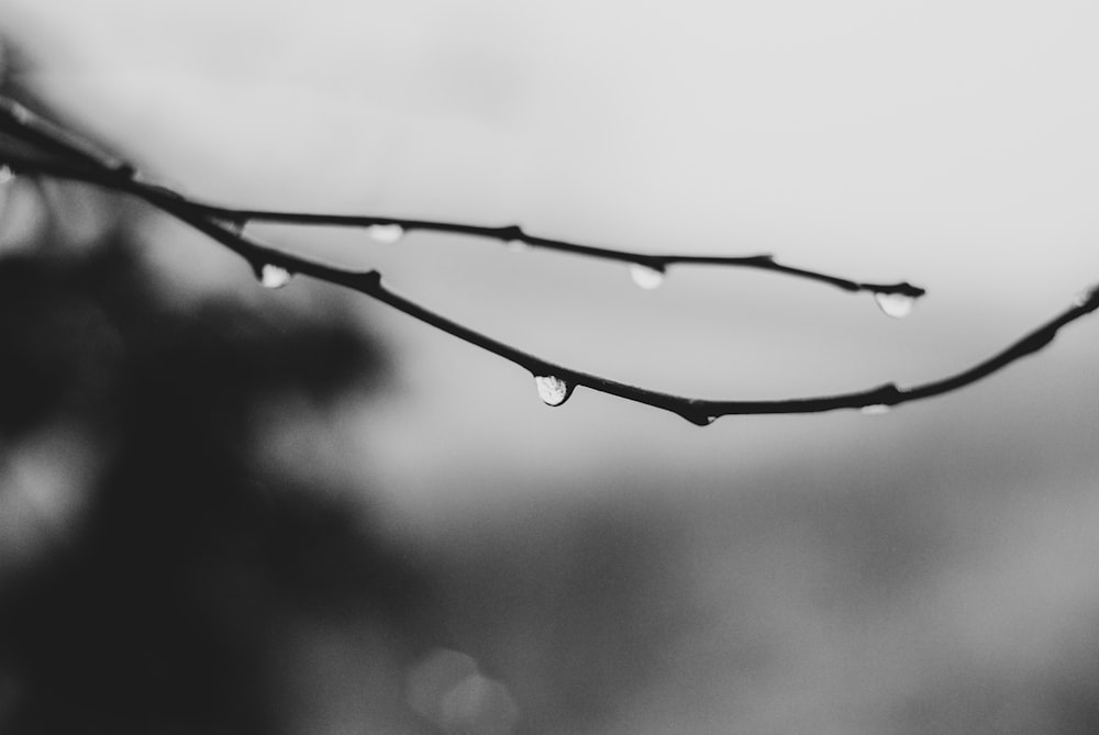 grayscale photo of a tree branch