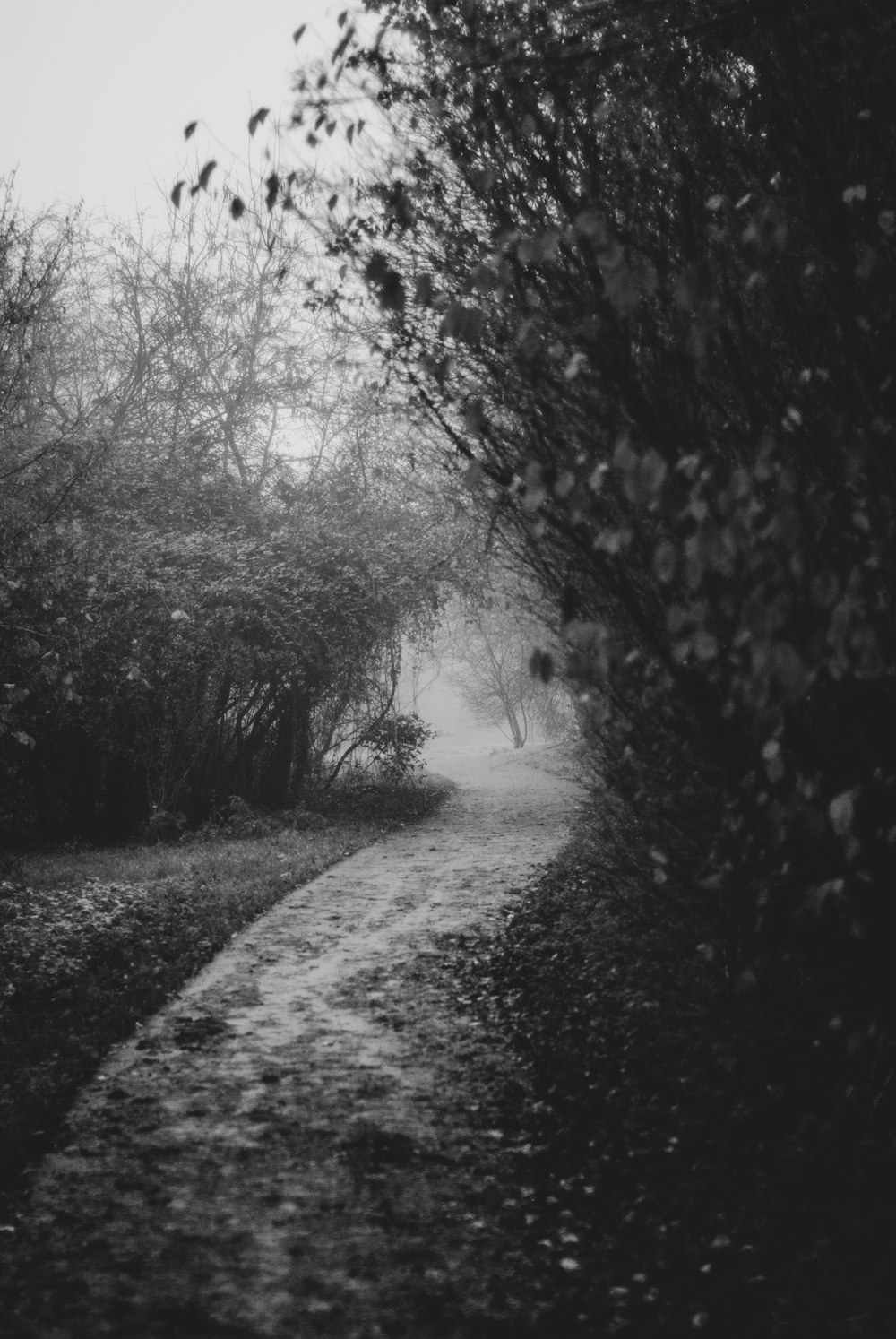 grayscale photo of trees and road