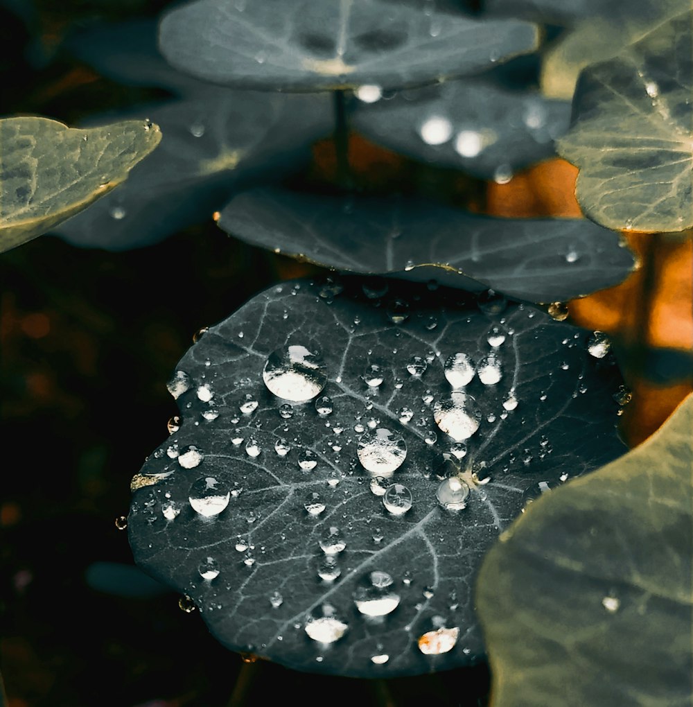 Wassertröpfchen auf grünem Blatt