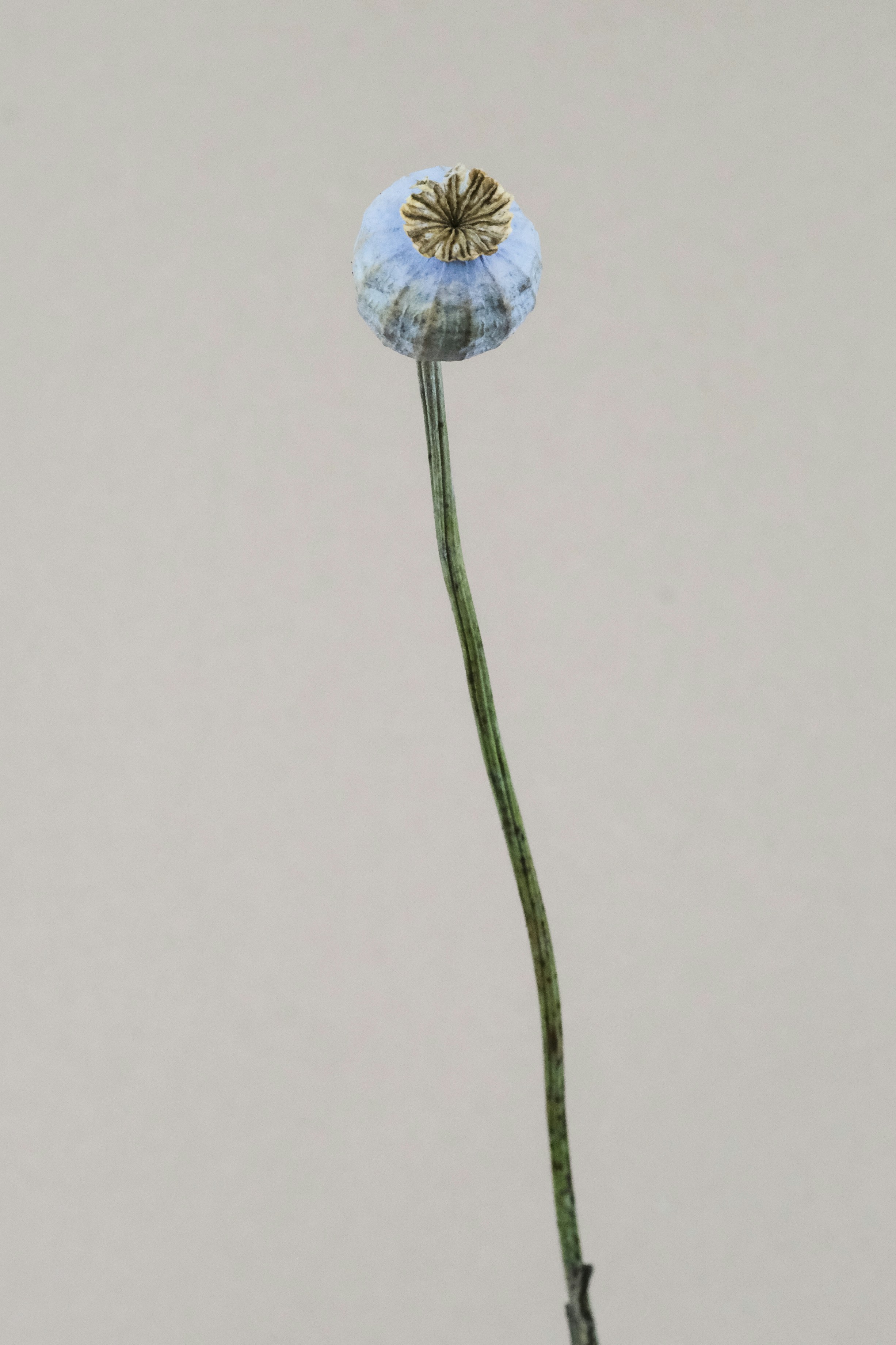 Photo by feeypflanzen