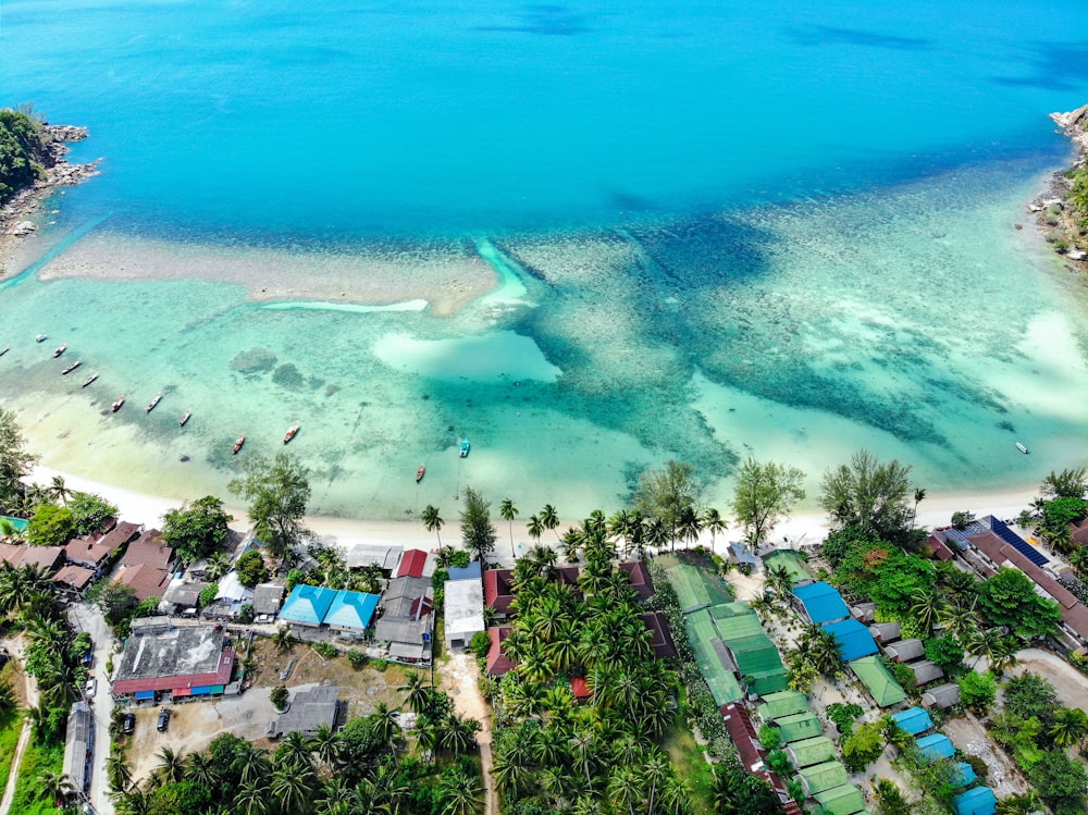 aerial view of green trees near body of water during daytime