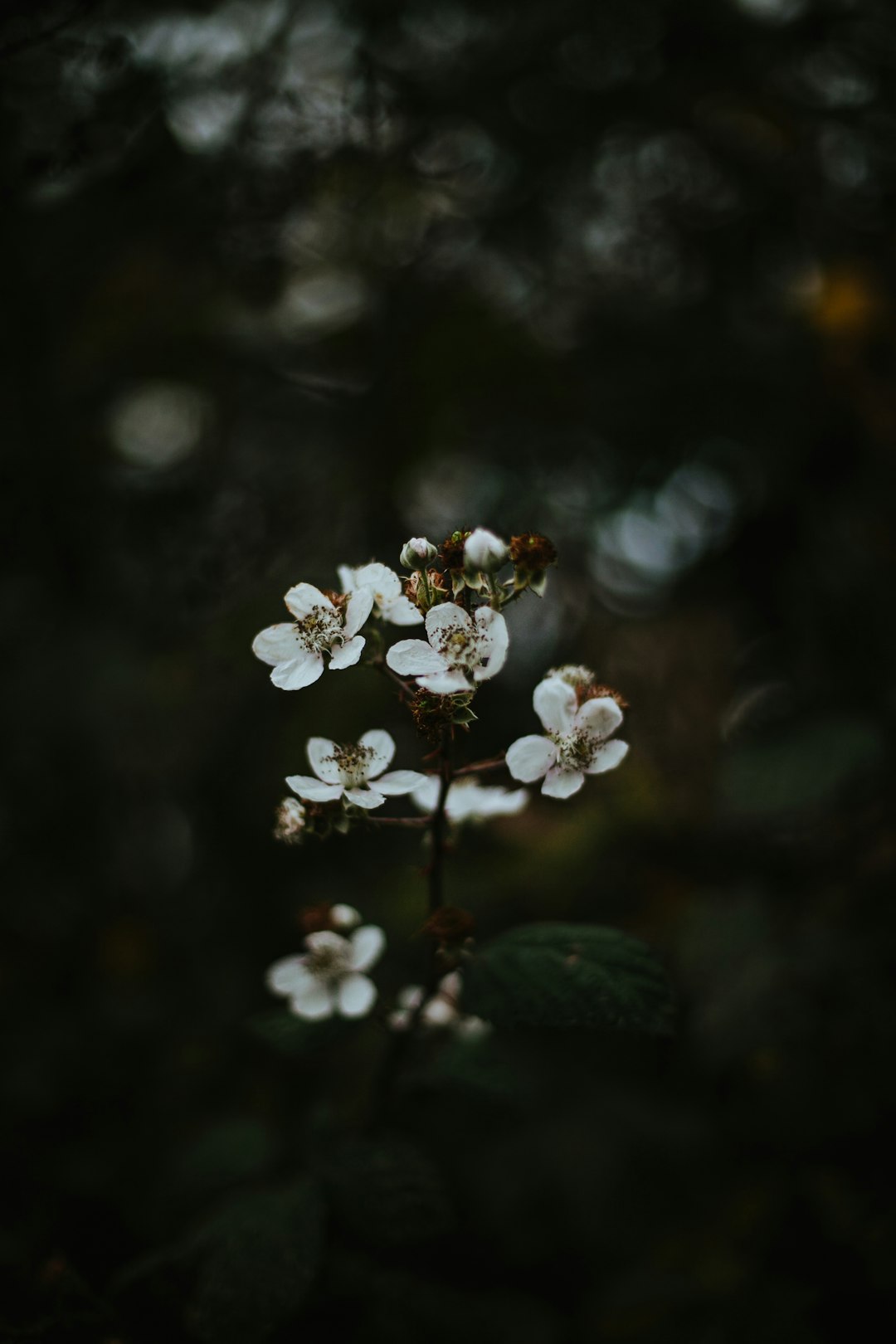 white flowers with green leaves photo – Free Grey Image on Unsplash