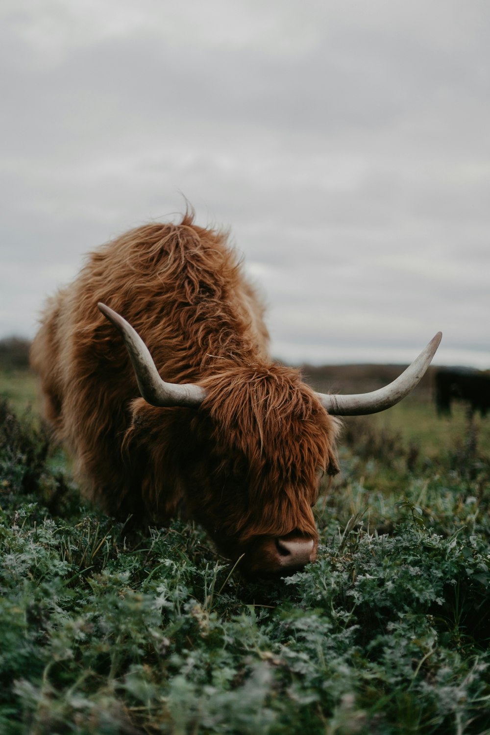 brown yak on green grass field during daytime