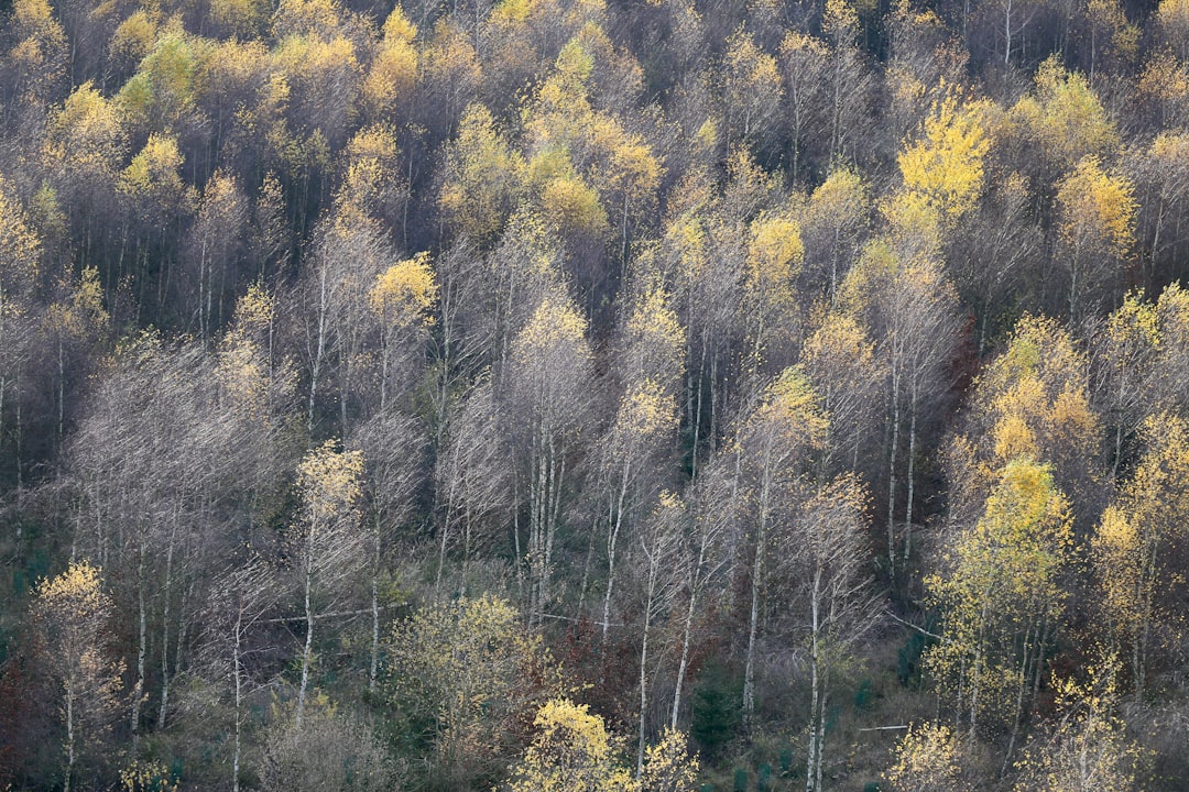 yellow and green trees during daytime