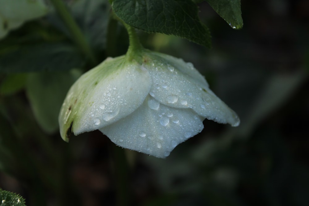 white flower with green leaves