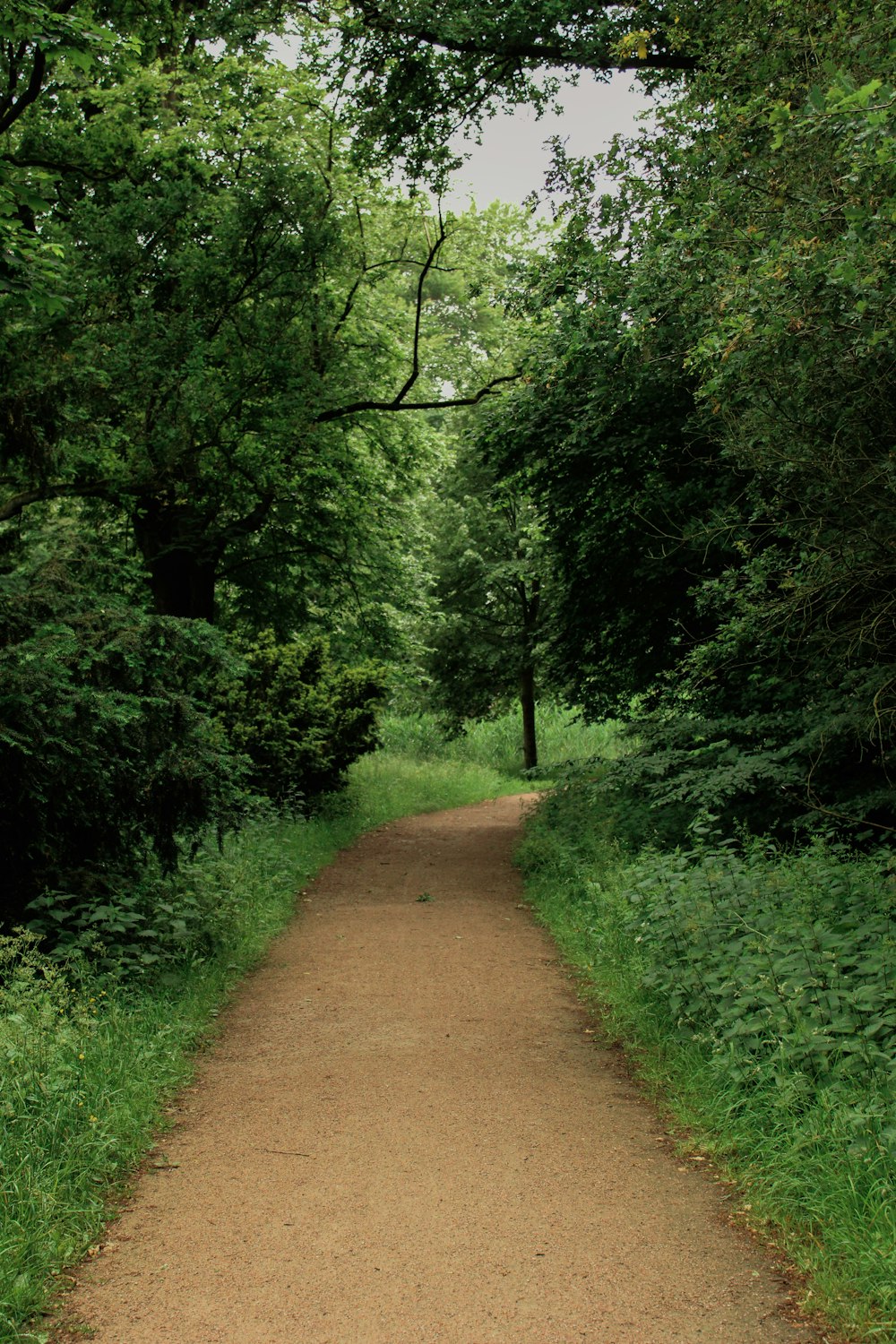 brown dirt road between green grass and trees during daytime