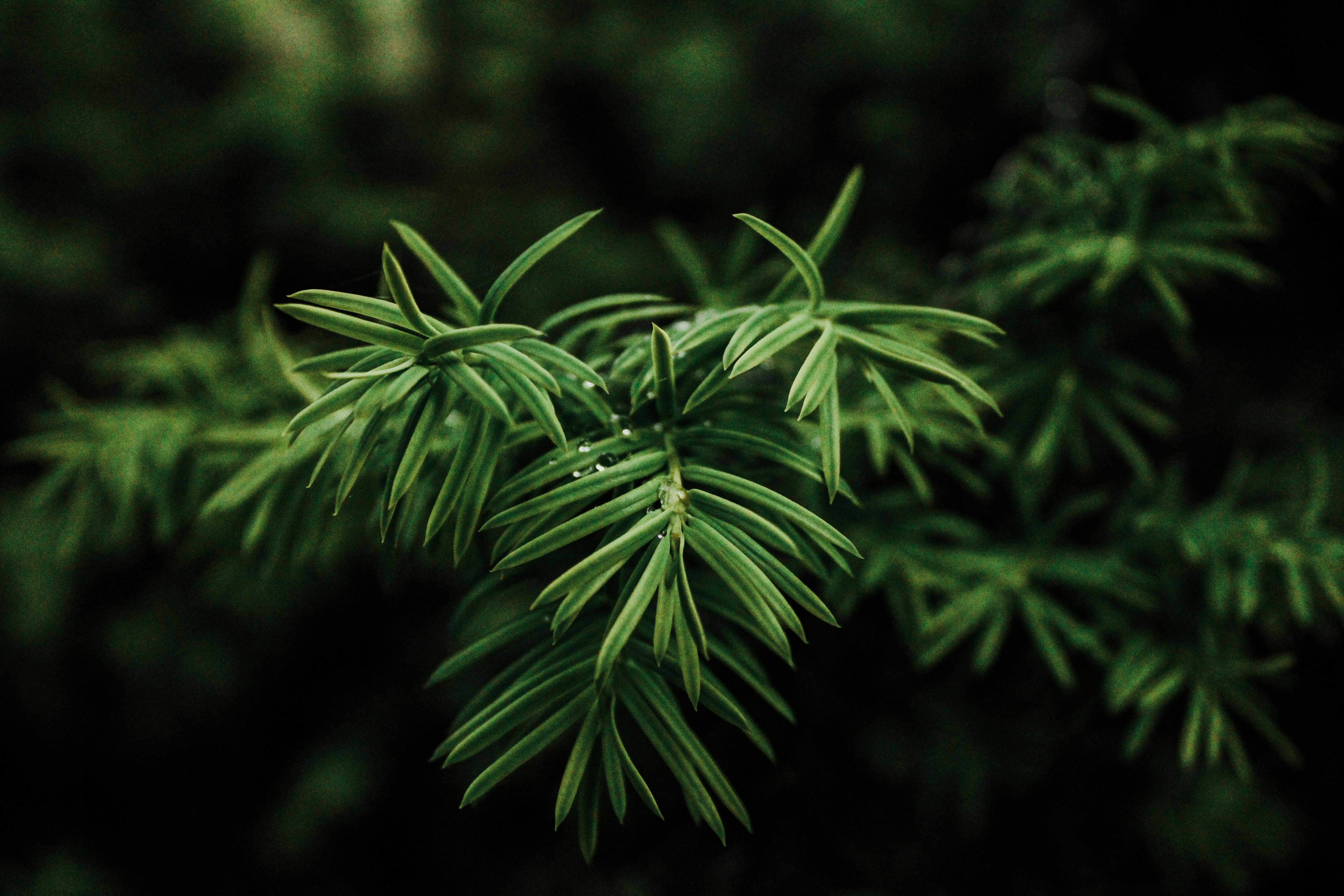 Photo by celinalangex