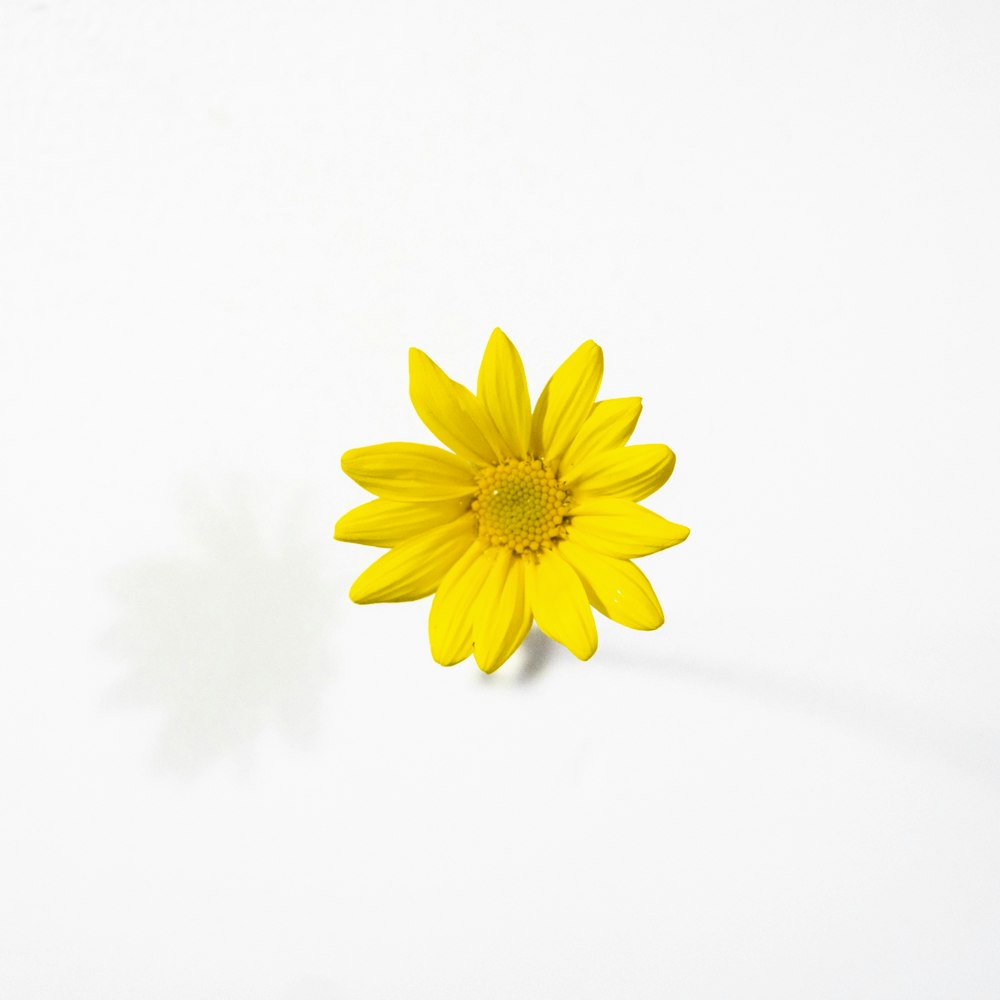 yellow daisy in bloom close up photo