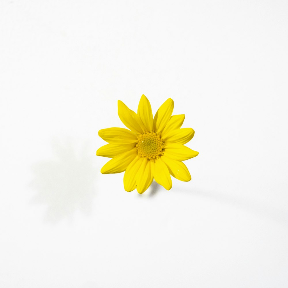 黄色のデイジーの花のクローズ アップ写真の写真 Unsplashで見つける上海の無料写真