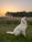 white long coated dog on green grass field during daytime