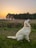 white long coated dog on green grass field during daytime