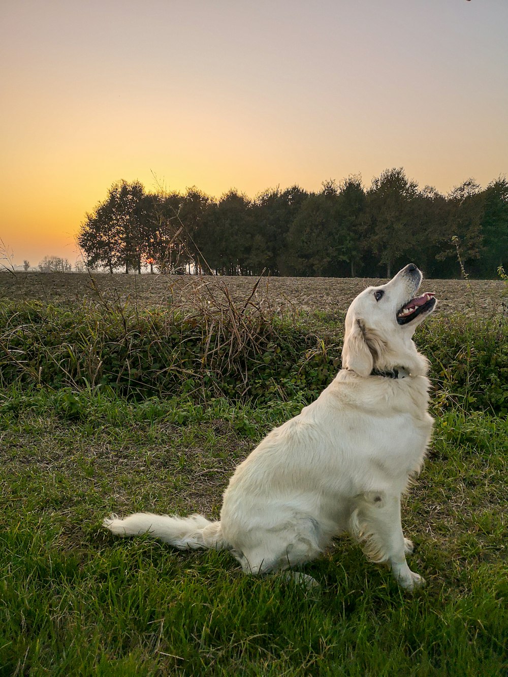 chien blanc à poil long sur un champ d’herbe verte pendant la journée