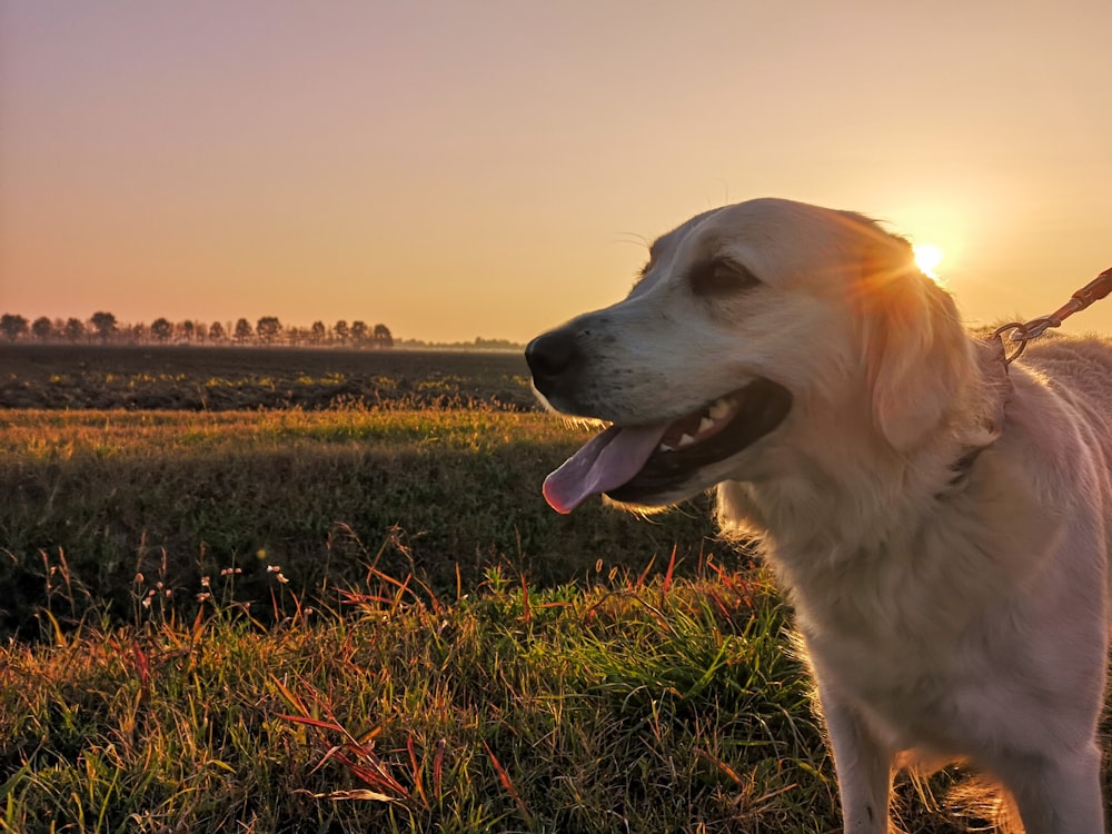 cane bianco a pelo lungo sul campo di erba verde durante il giorno