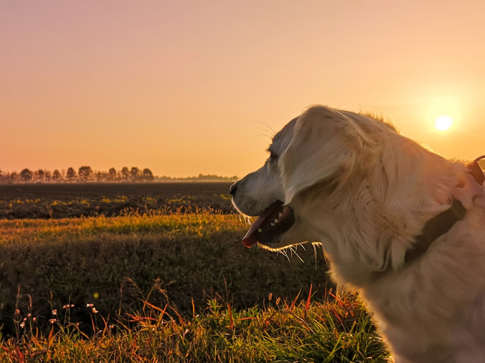 white long coated dog on green grass field during daytime