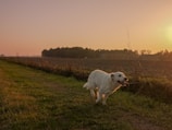white short coated dog on green grass field during daytime