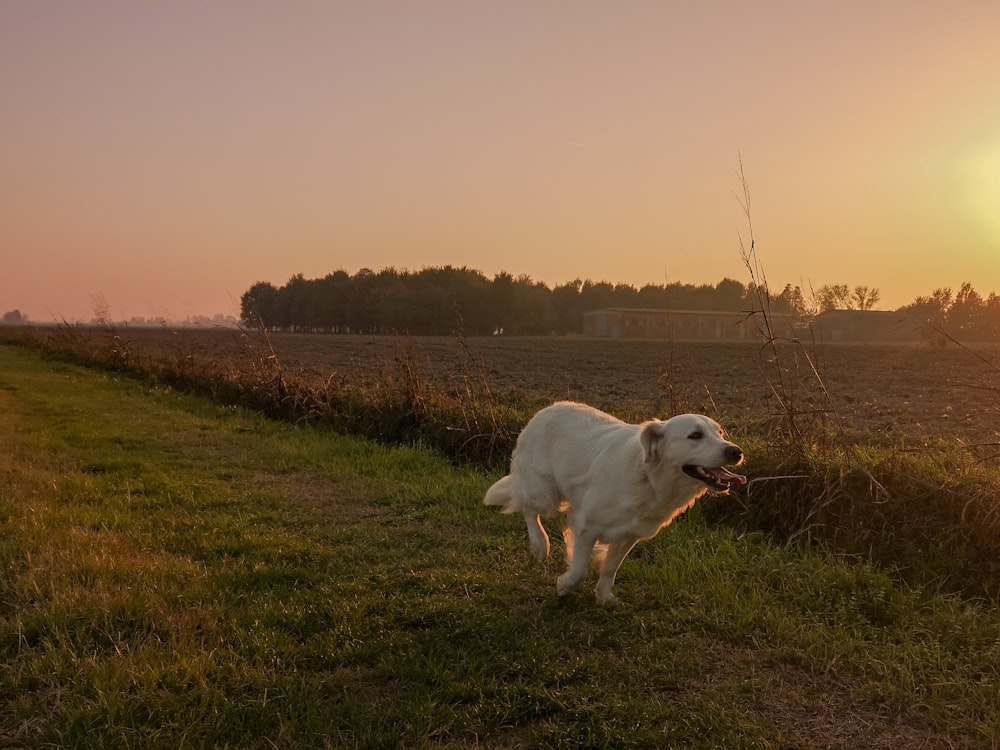 white short coated dog on green grass field during daytime