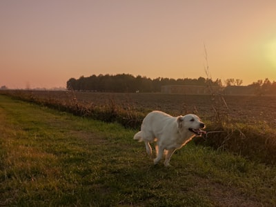 white short coated dog on green grass field during daytime playful zoom background