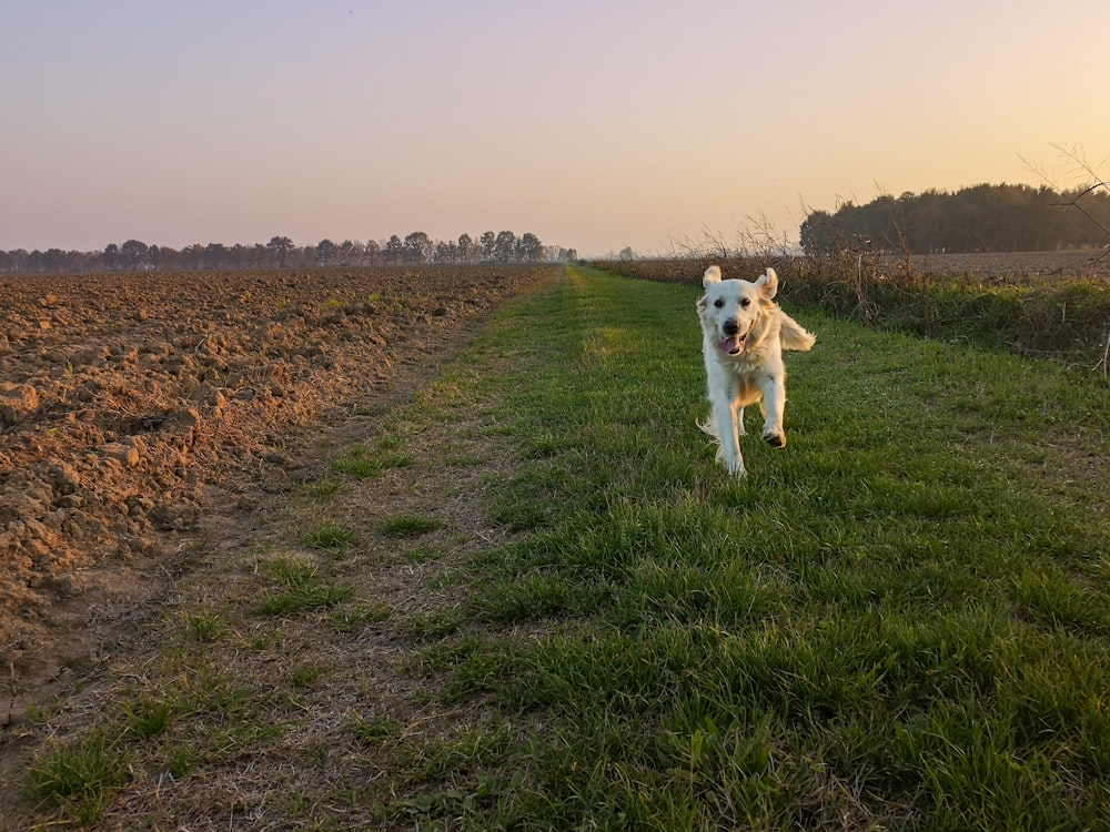 cão branco e marrom de pelagem curta no campo de grama verde durante o dia