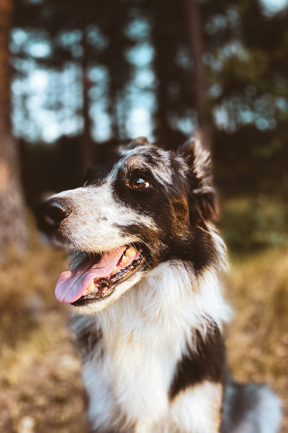 black and white border collie