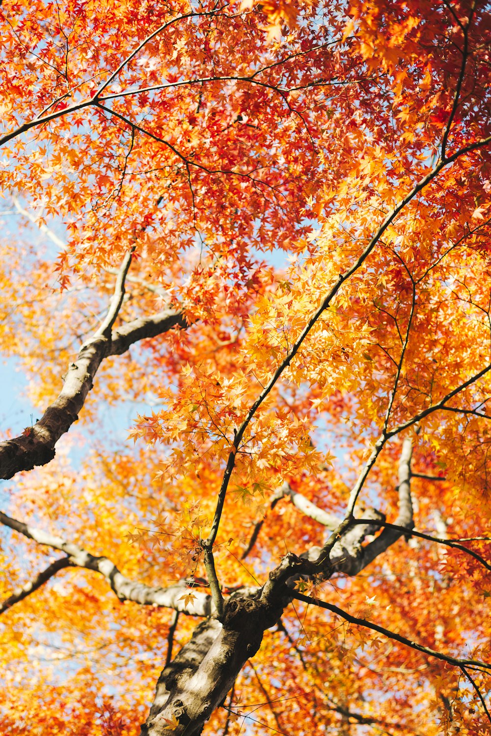 Árbol de hojas marrones y amarillas