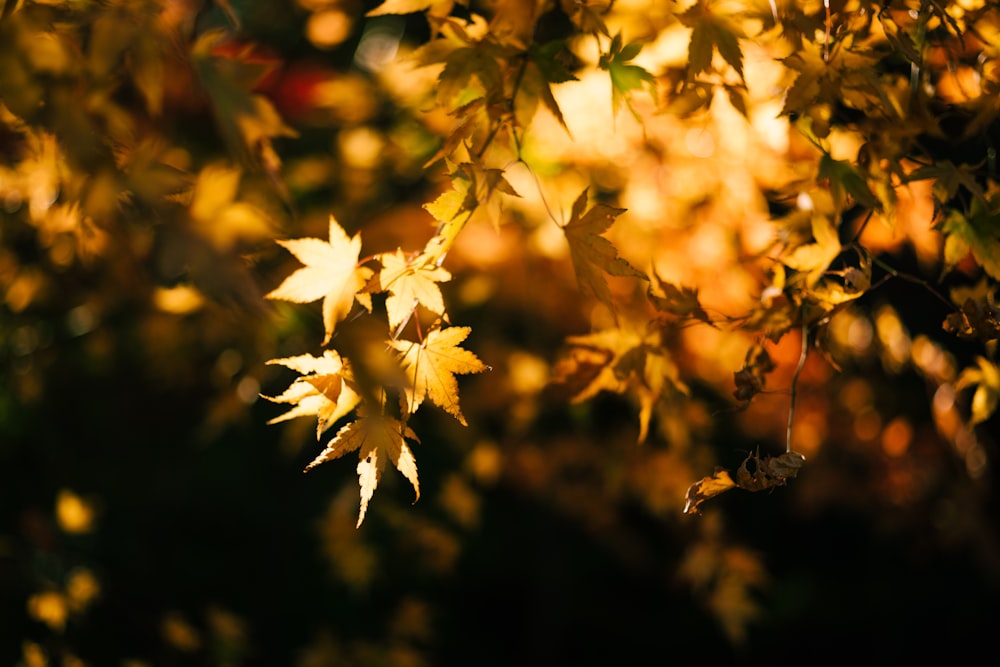 yellow maple leaves in tilt shift lens