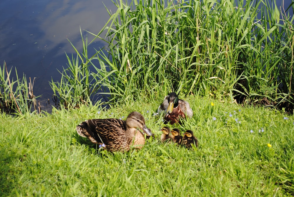 brown and black duck on green grass during daytime