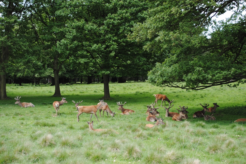 herd of deer on green grass field during daytime