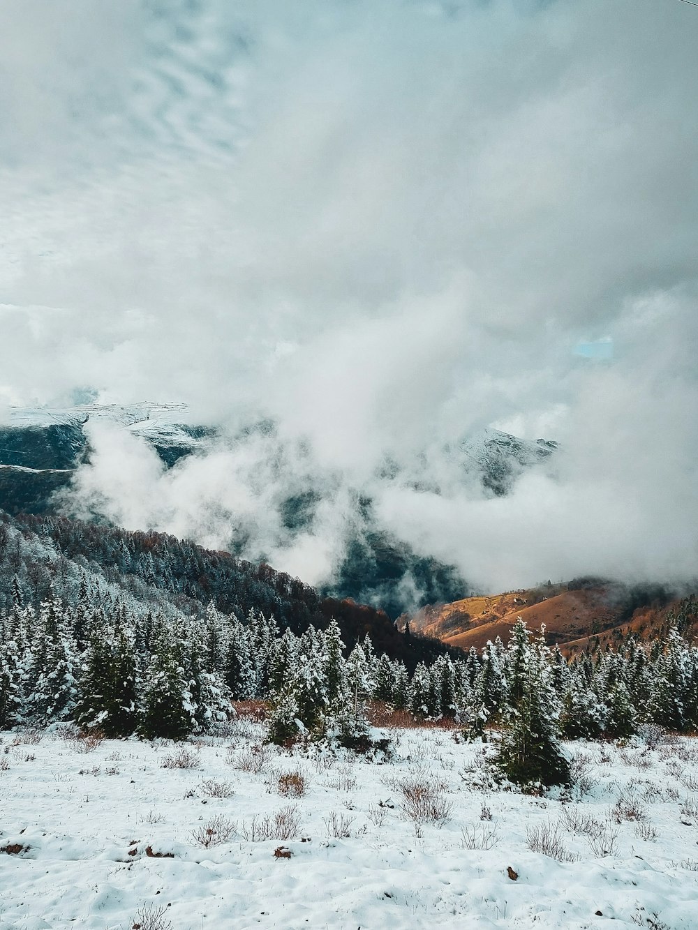 green pine trees covered with snow