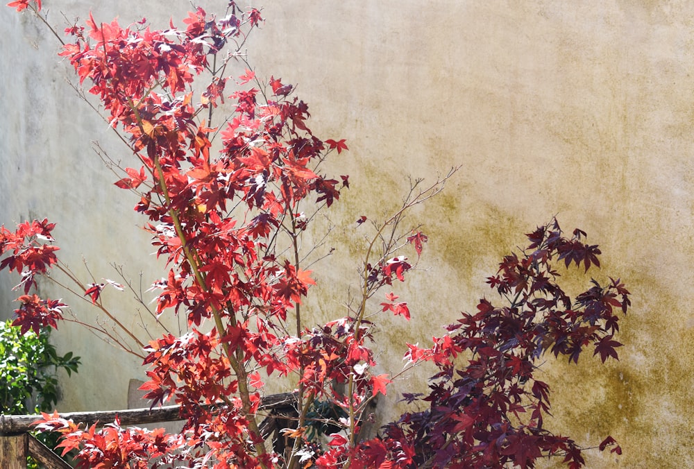 red and green leaves on brown tree