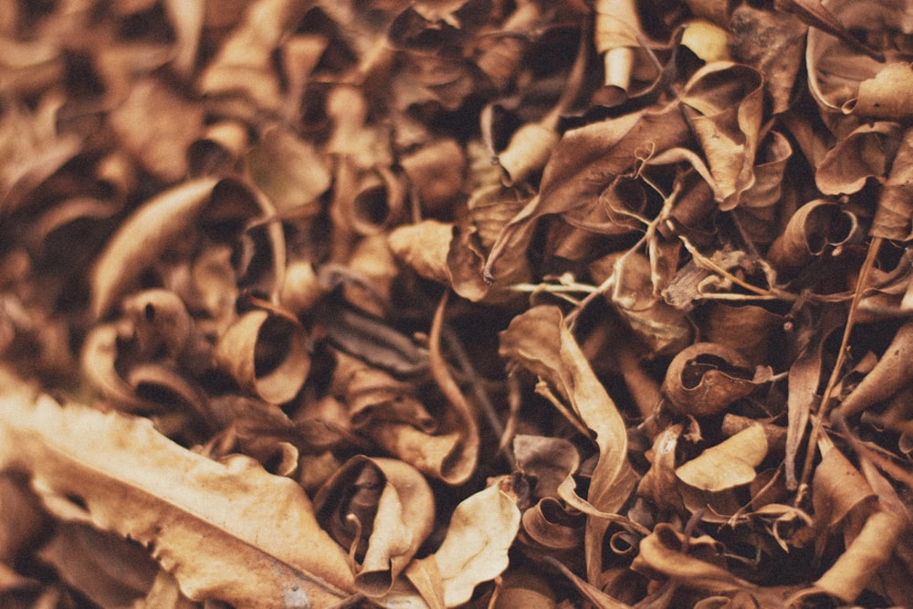 grayscale photo of dried leaves