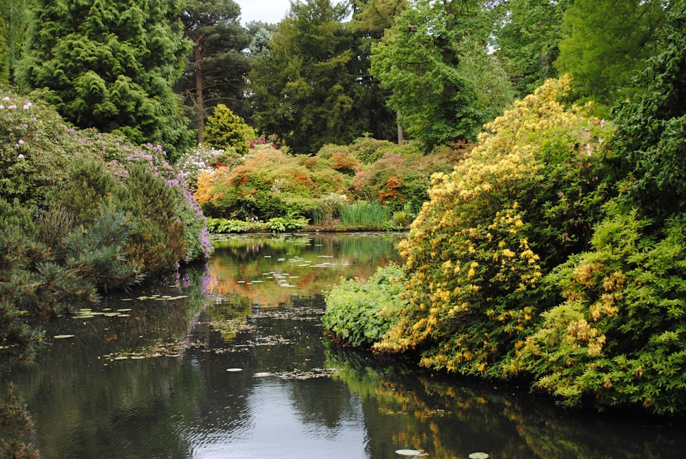 green trees beside river during daytime