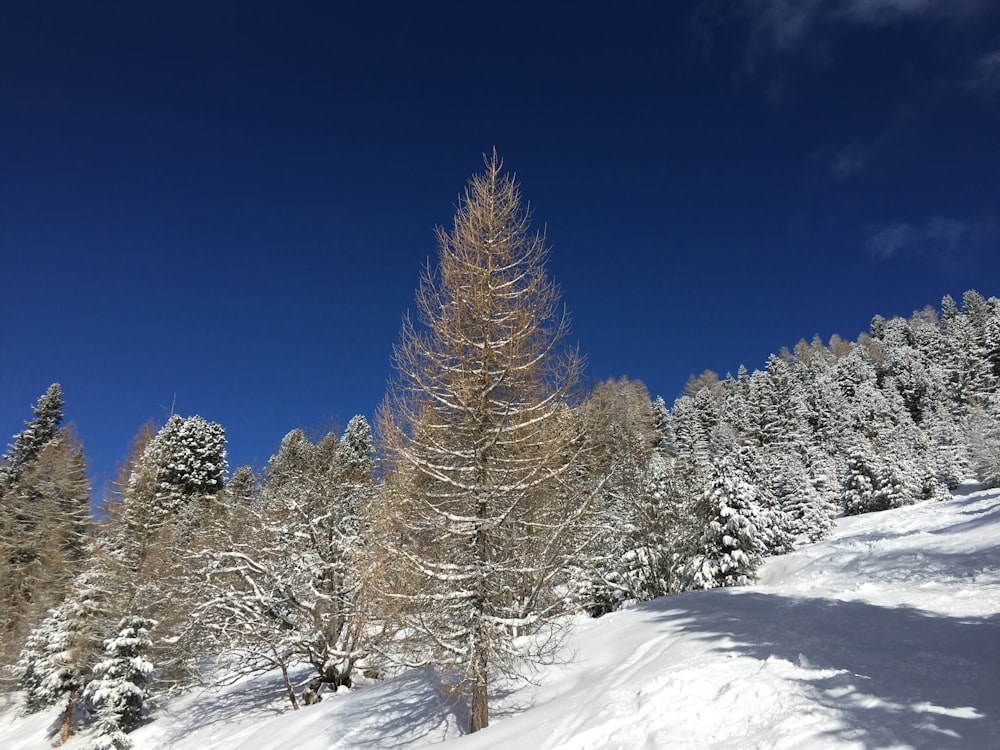 snow covered trees under blue sky during daytime