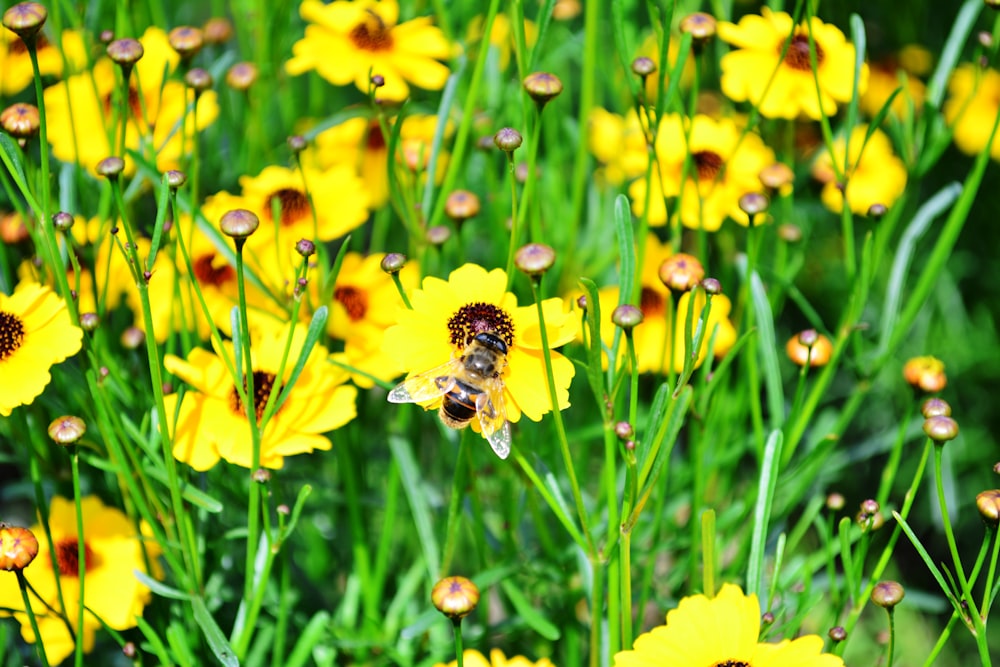 yellow flower field during daytime